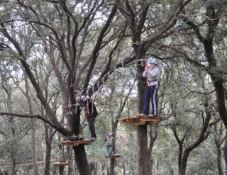 Entre los árboles.JPG 